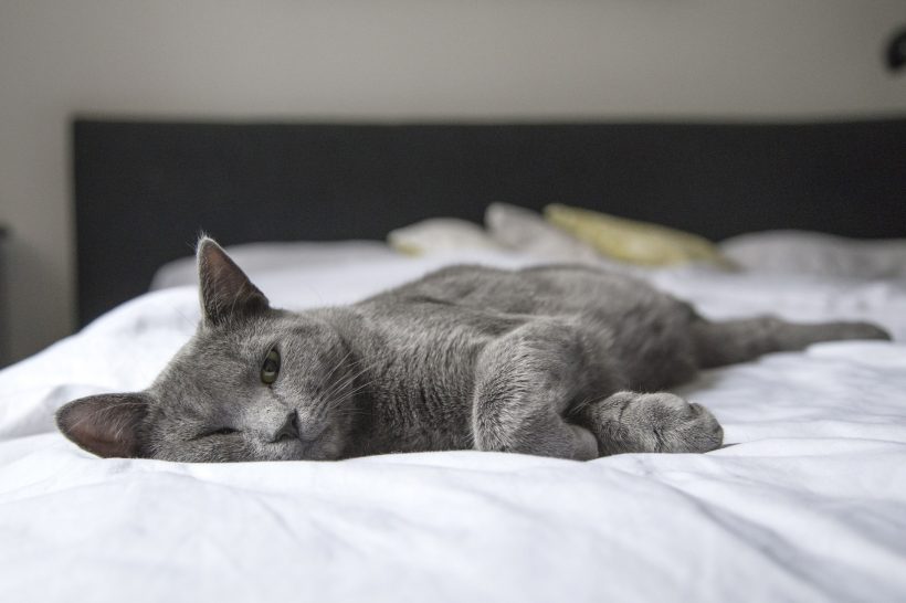 Hình ảnh mèo buồn chán đời trên giường