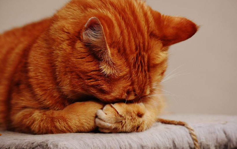 Hình ảnh mèo buồn đến nỗi ôm mặt che đậy cảm xúc