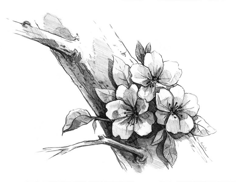 Hình vẽ hoa Anh Đào, cách vẽ hoa Anh Đào bằng bút chì