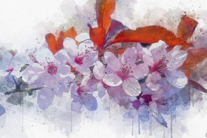 Hình vẽ hoa Anh Đào, cách vẽ hoa Anh Đào đẹp, rực rỡ, ấn tượng nhất