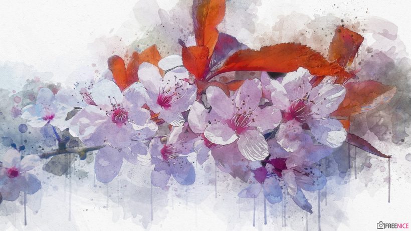 Hình vẽ hoa Anh Đào, cách vẽ hoa Anh Đào đẹp, rực rỡ, ấn tượng nhất