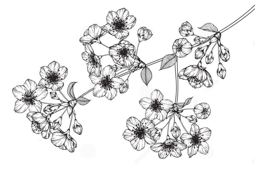 Hình vẽ hoa Anh Đào, cách vẽ hoa Anh Đào đẹp thu hút