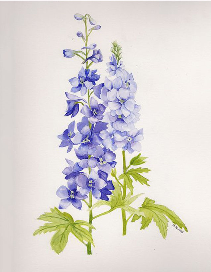 Cách vẽ hoa Violet đơn giản đẹp nhẹ nhàng đầy duyên dáng  THCS Võ Thị Sáu