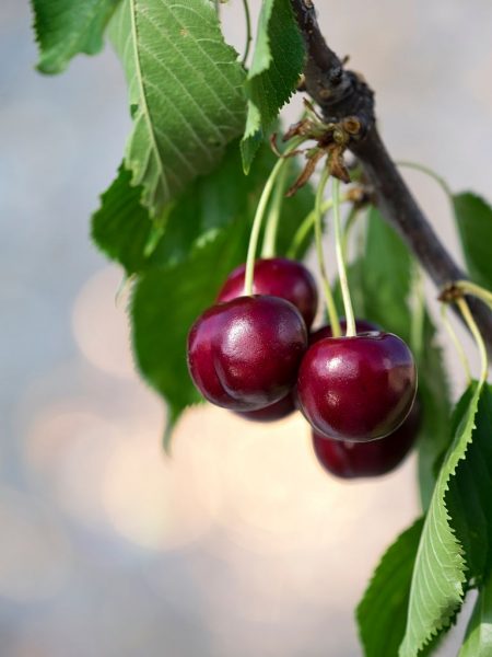 hình ảnh quả cherry đẹp chất lượng