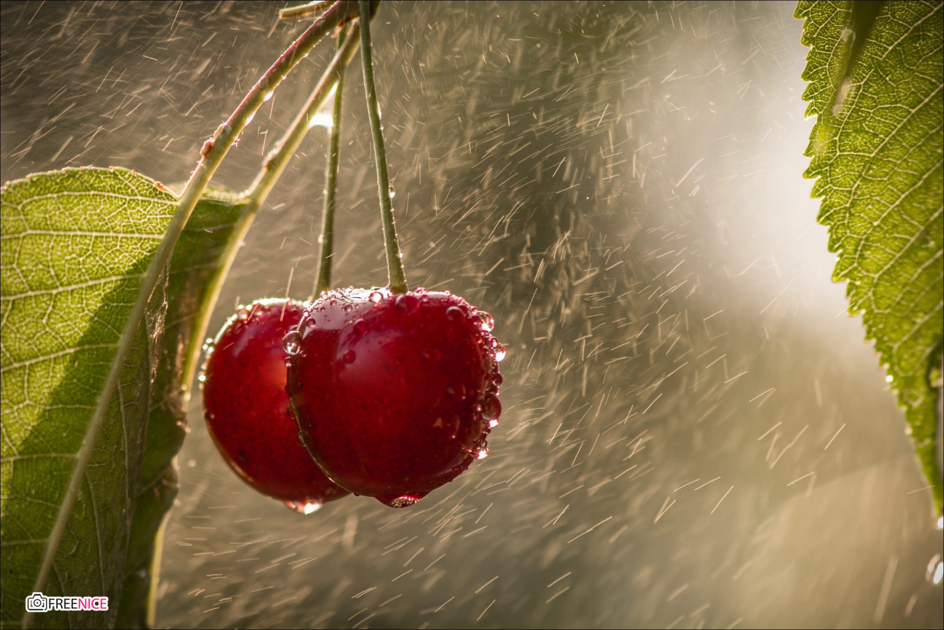 Chia sẻ với hơn 54 về hình nền quả cherry  cdgdbentreeduvn