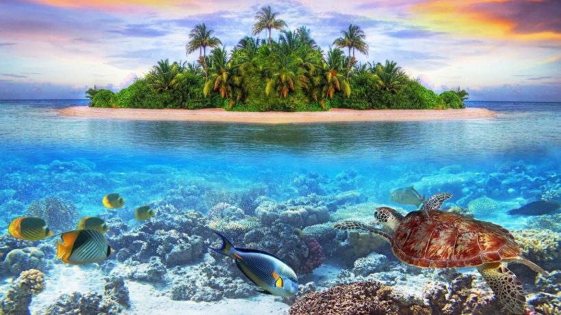 Hình nền 4k laptop hệ sinh thái dưới đại dương
