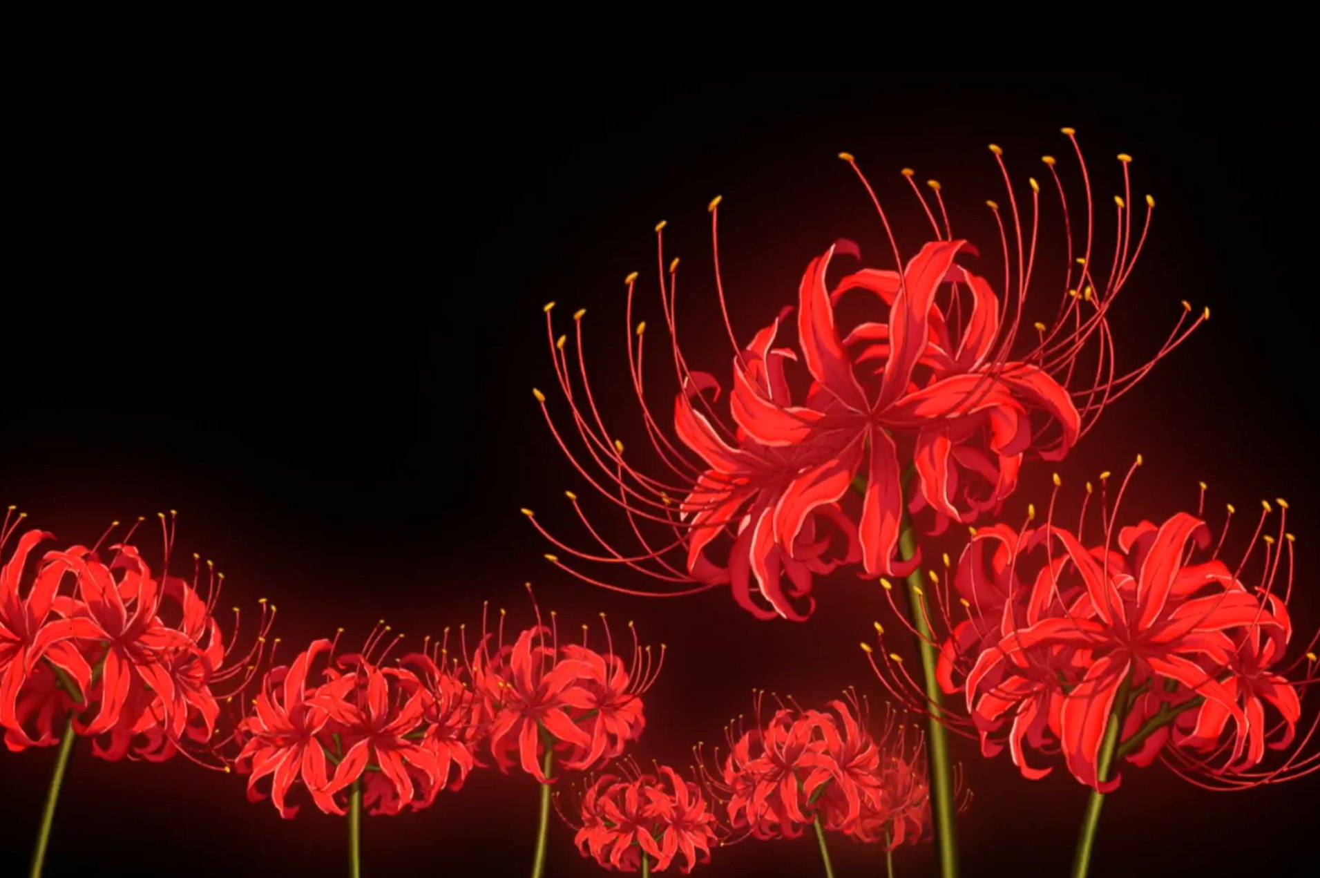 Hơn 1000 hình nền hoa bỉ ngạn cho điện thoại được yêu thích